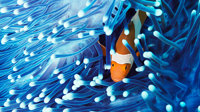 marine-fish-360x640