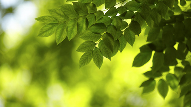 how going green story 640x360