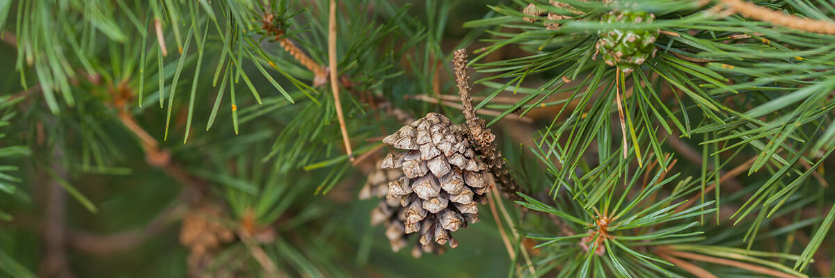 pinecone-banner