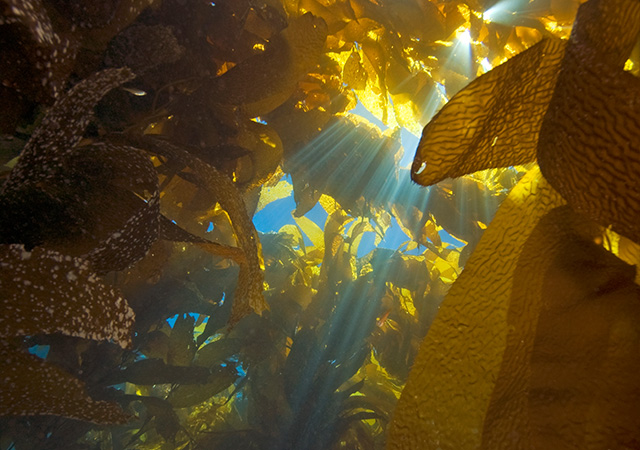 white paper ballast : challenging water quality CWQ